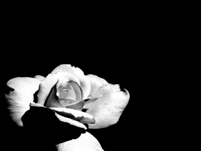 black_and_white_rose_1024x768.jpg